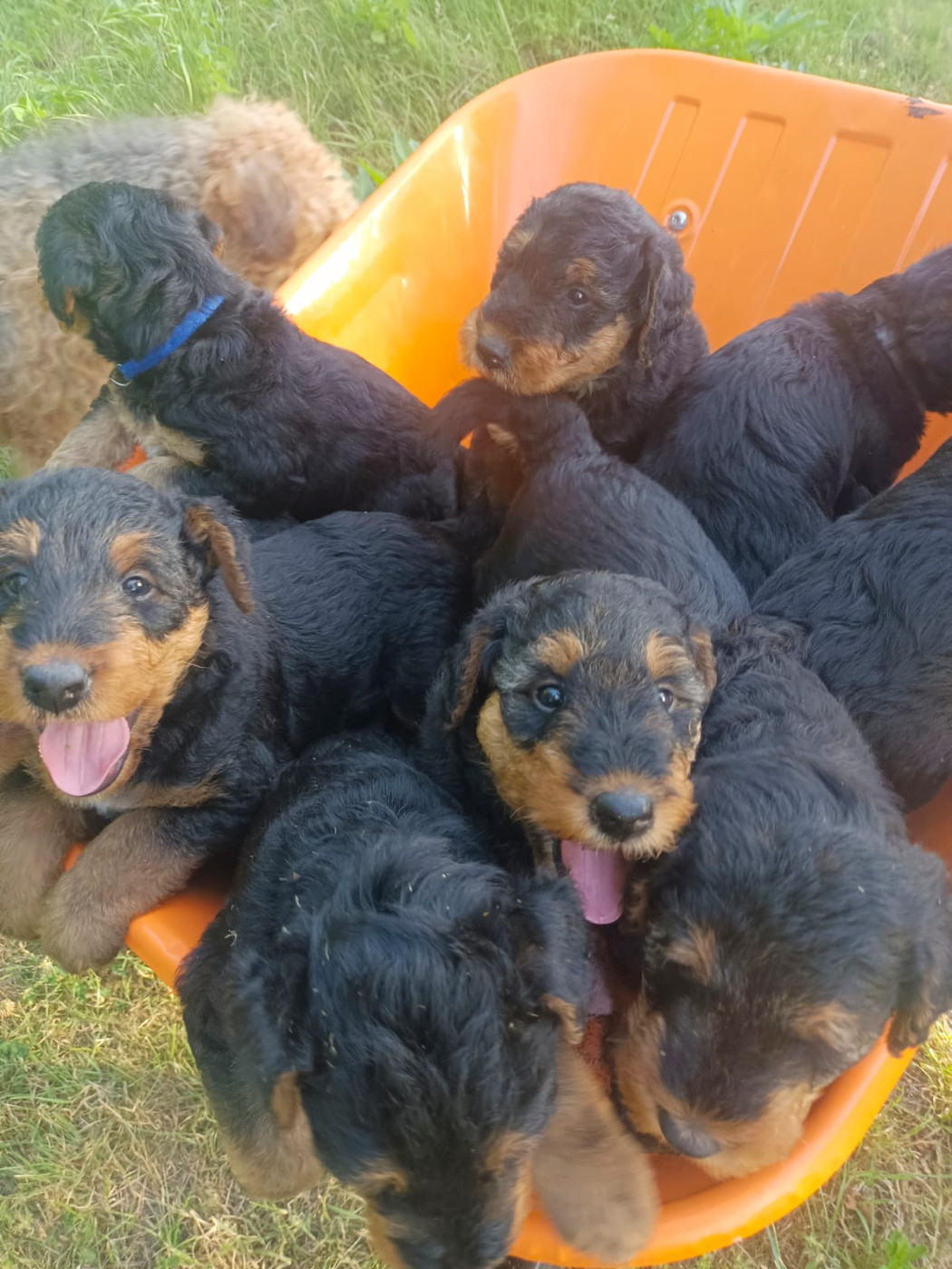 Puppies!