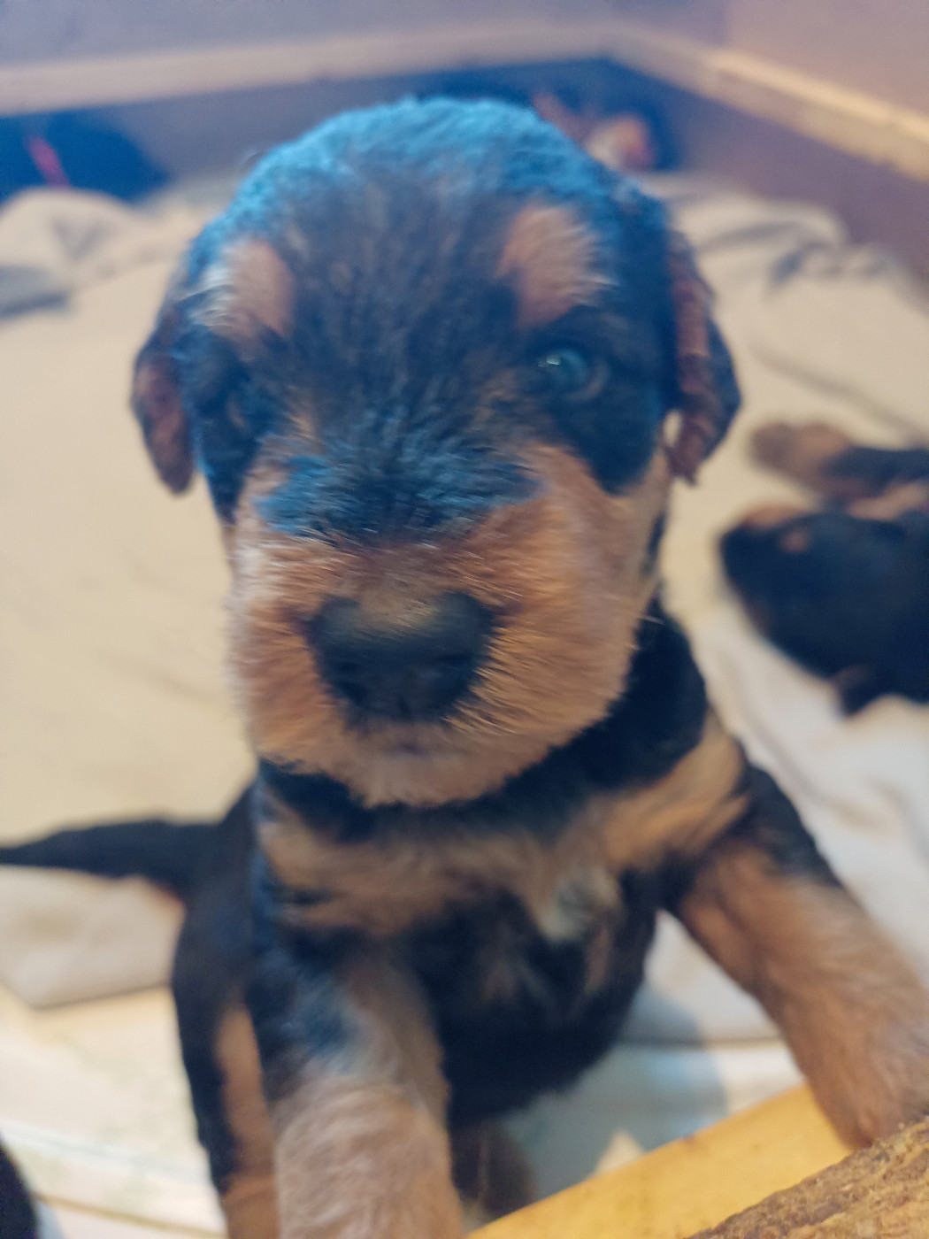 Chiot Airedale Terrier D'Anima De L'Aire