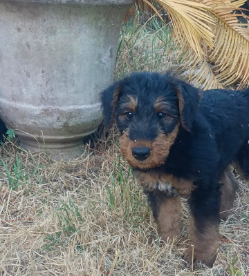 Chiot N°1