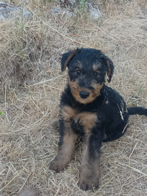Chiot N°2