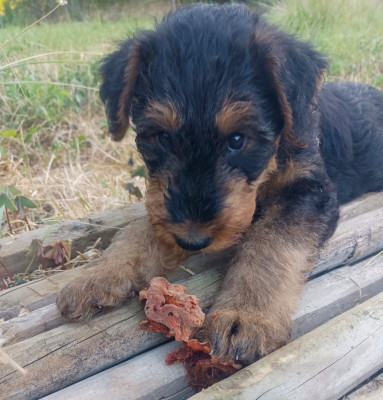 Chiot N°3