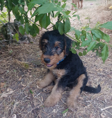 Chiot N°4