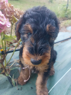 Chiot N°6